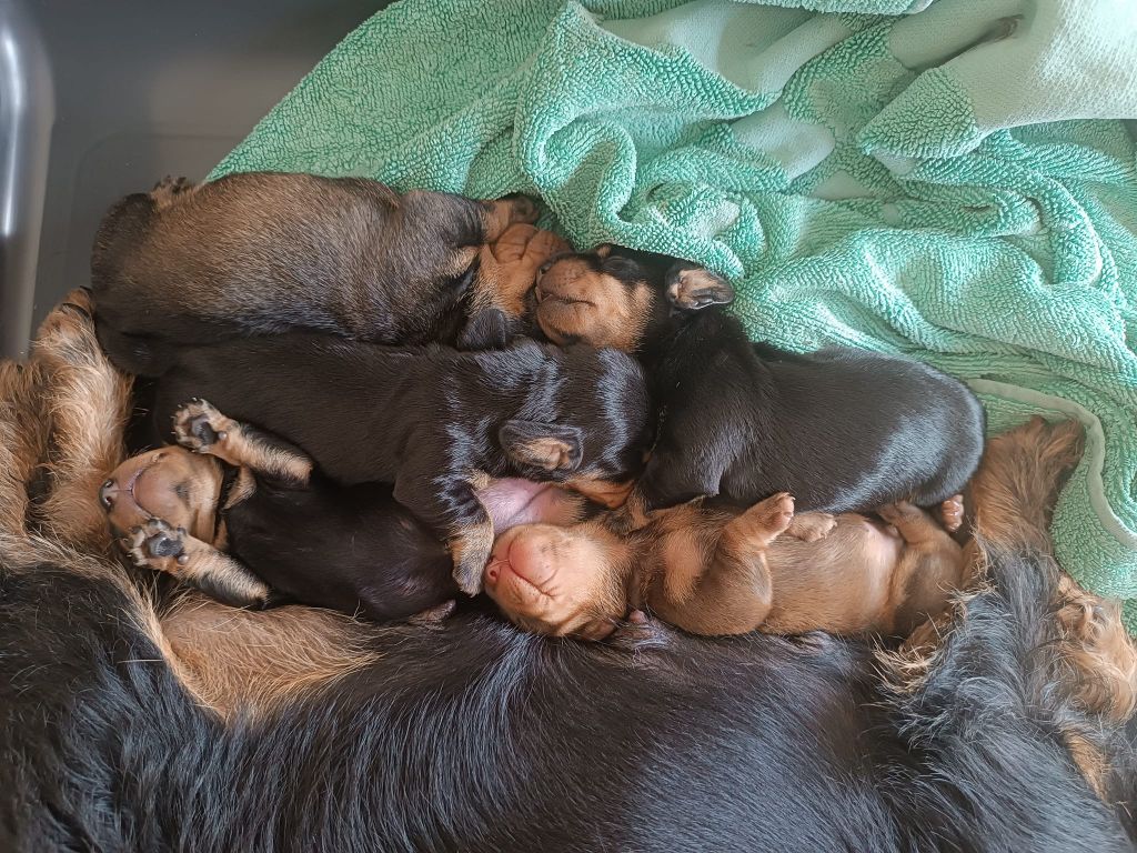 chiot Teckel poil dur du Val De Baïlysse